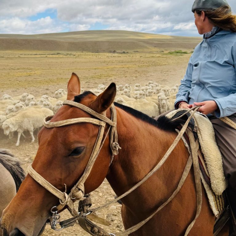 immersion-cheval-argentine